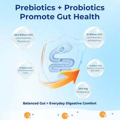 Gut Probiotics - Comprehensive Digestive Health Support - PHORMACORE