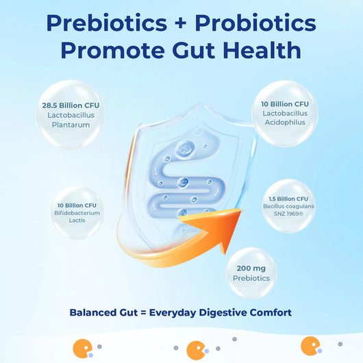 Gut Probiotics - Comprehensive Digestive Health Support - PHORMACORE